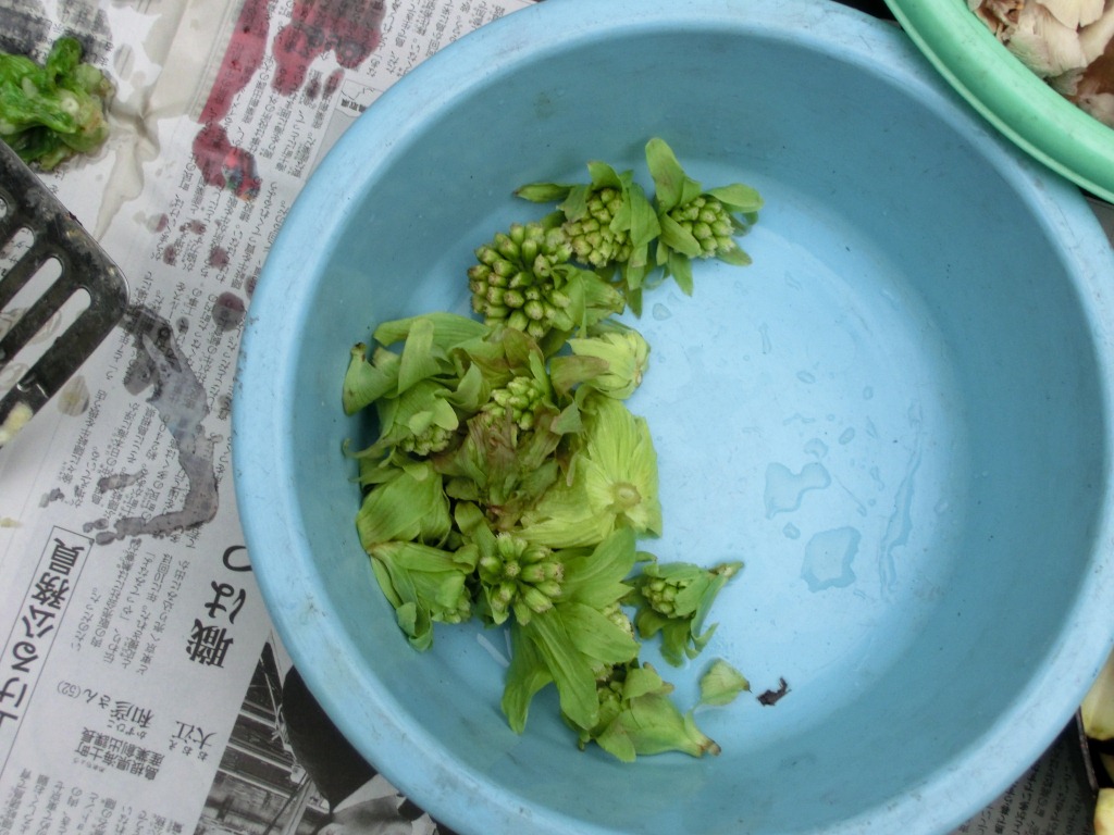 no2.jpg